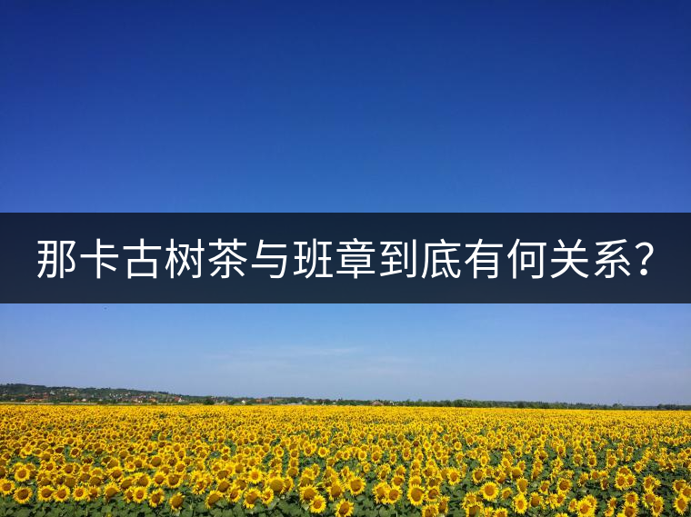 那卡古樹茶與班章到底有何關系? 那卡古樹茶與班章到底有何關系?