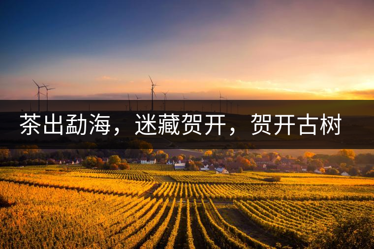 茶出勐海,迷藏賀開,賀開古樹普洱茶 茶出勐海,迷藏賀開,賀開古樹普洱茶