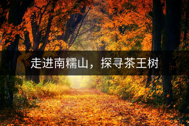 走進(jìn)南糯山,探尋茶王樹 走進(jìn)南糯山,探尋茶王樹