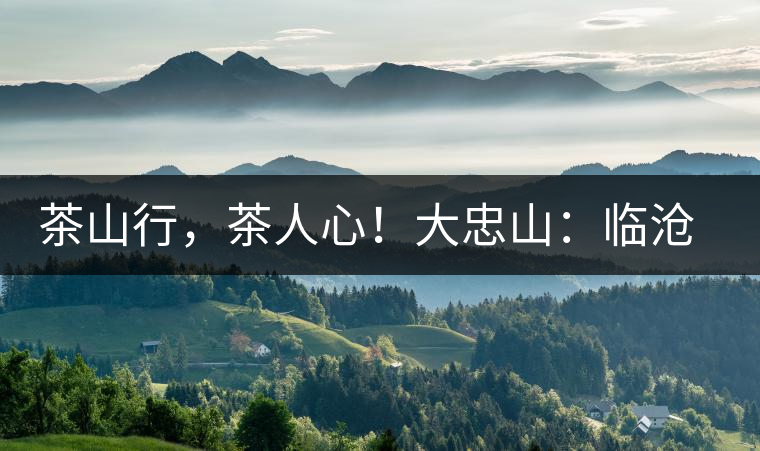 茶山行，茶人心！大忠山：臨滄之龍，雪山之熊