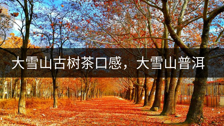 大雪山古樹茶口感,大雪山普洱茶價格 大雪山古樹茶口感,大雪山普洱茶價格
