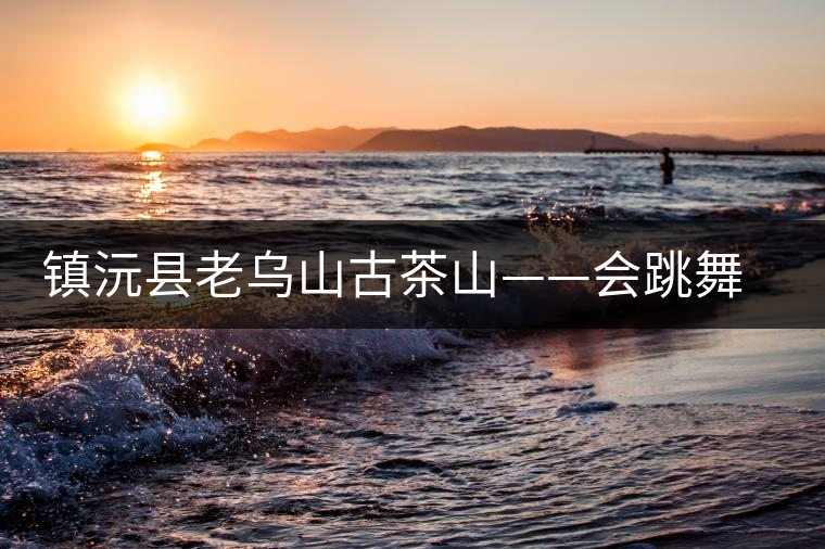 鎮沅縣老烏山古茶山——會跳舞的古茶樹