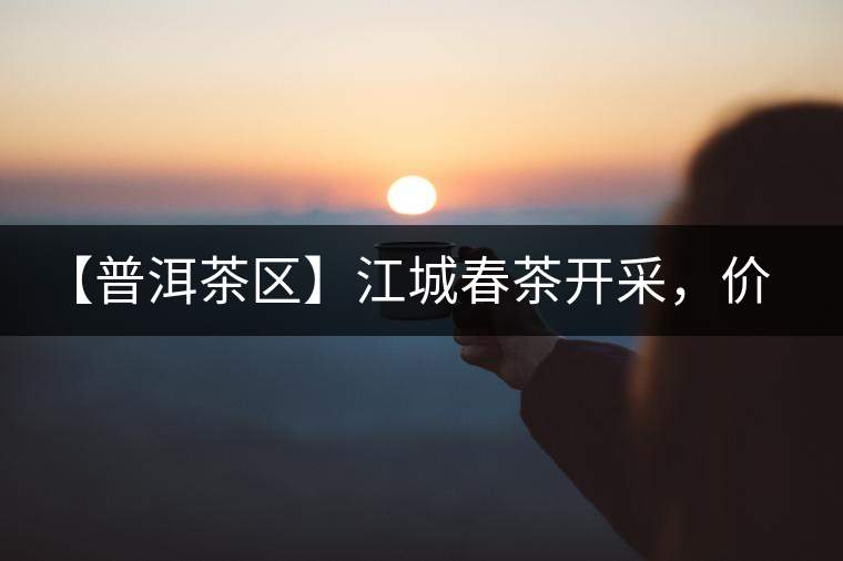 【普洱茶區】江城春茶開采，價格漲幅小