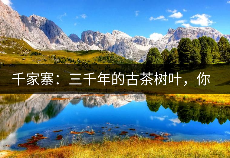 千家寨：三千年的古茶樹葉，你還有機會喝到嗎？