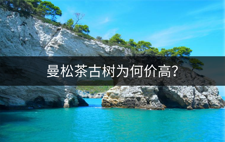 曼松茶古樹為何價高？