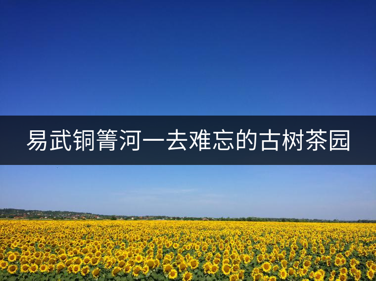 易武銅箐河一去難忘的古樹茶園 易武銅箐河一去難忘的古樹茶園