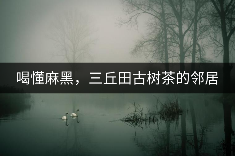喝懂麻黑,三丘田古樹茶的鄰居 喝懂麻黑,三丘田古樹茶的鄰居