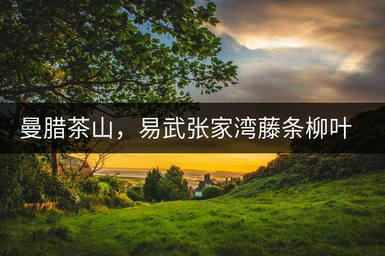 曼臘茶山,易武張家灣藤條柳葉茶介紹 曼臘茶山,易武張家灣藤條柳葉茶介紹