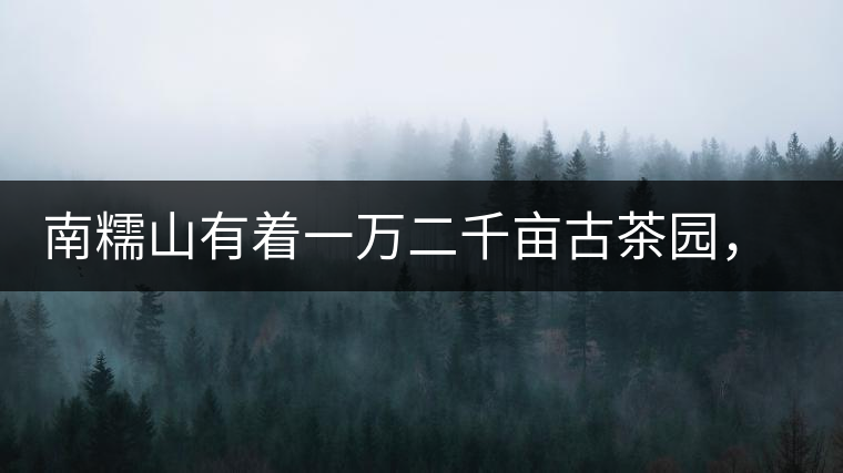 南糯山有著一萬二千畝古茶園,還有一棵枯死八百年樹齡的茶王樹 南糯山有著一萬二千畝古茶園,還有一棵枯死八百年樹齡的茶王樹