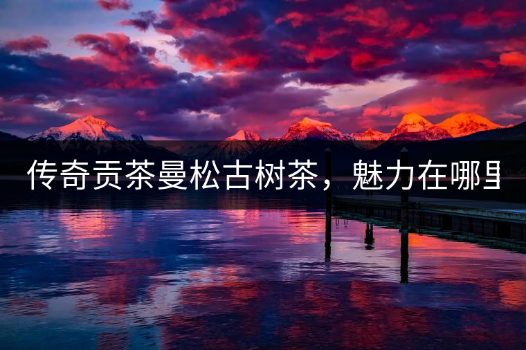 傳奇貢茶曼松古樹(shù)茶，魅力在哪里？