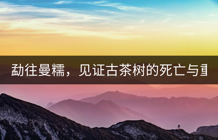 勐往曼糯,見證古茶樹的死亡與重生(上) 勐往曼糯,見證古茶樹的死亡與重生(上)