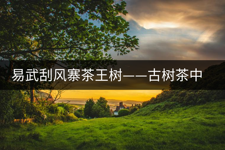 易武刮風寨茶王樹——古樹茶中的“茶皇后“ 易武刮風寨茶王樹——古樹茶中的“茶皇后“