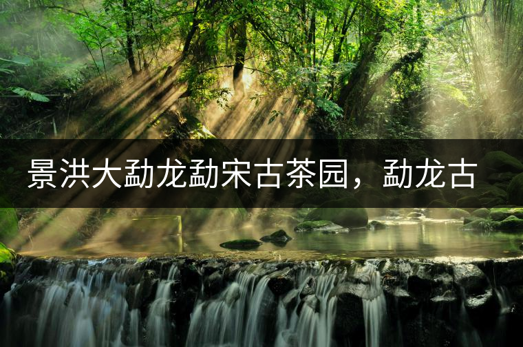 景洪大勐龍勐宋古茶園，勐龍古樹茶分布