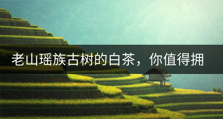 老山瑤族古樹的白茶,你值得擁有 老山瑤族古樹的白茶,你值得擁有
