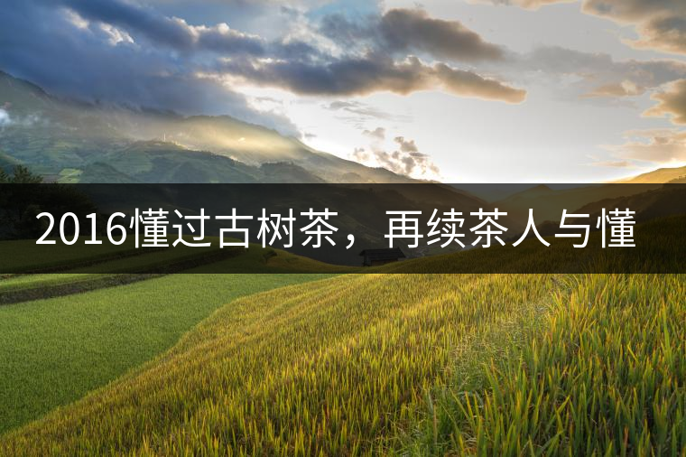 2016懂過古樹茶,再續茶人與懂過的故事 2016懂過古樹茶,再續茶人與懂過的故事