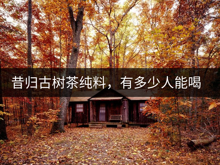 昔歸古樹茶純料,有多少人能喝到真品 昔歸古樹茶純料,有多少人能喝到真品
