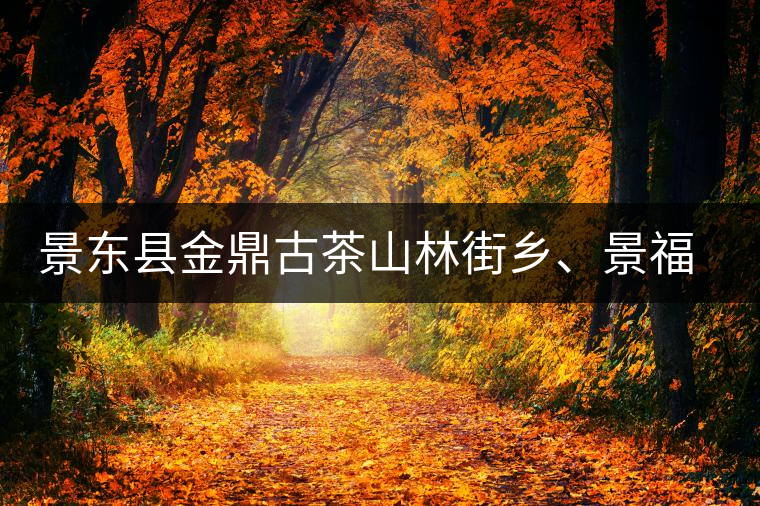 景東縣金鼎古茶山林街鄉、景福鄉、東鎮普洱茶 景東縣金鼎古茶山林街鄉、景福鄉、東鎮普洱茶