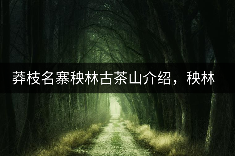 莽枝名寨秧林古茶山介紹,秧林古樹茶口感特點 莽枝名寨秧林古茶山介紹,秧林古樹茶口感特點