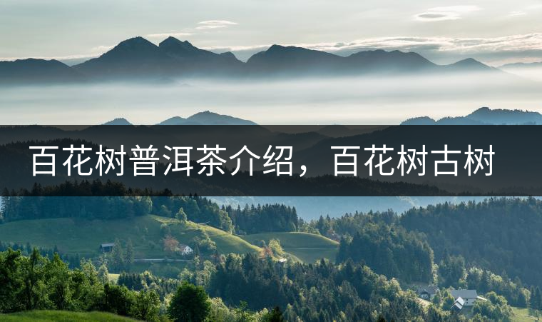 百花樹普洱茶介紹,百花樹古樹茶口感特點 百花樹普洱茶介紹,百花樹古樹茶口感特點