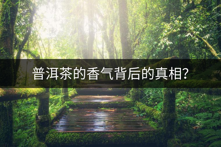 普洱茶的香氣背后的真相？