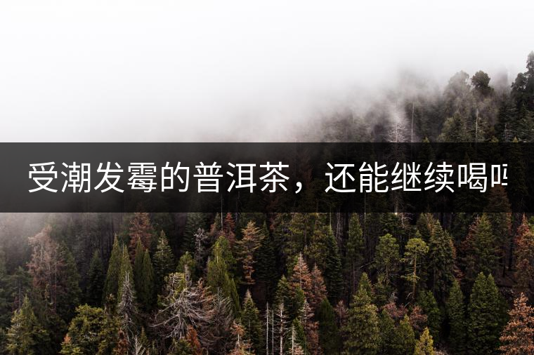 受潮發霉的普洱茶,還能繼續喝嗎? 受潮發霉的普洱茶,還能繼續喝嗎?