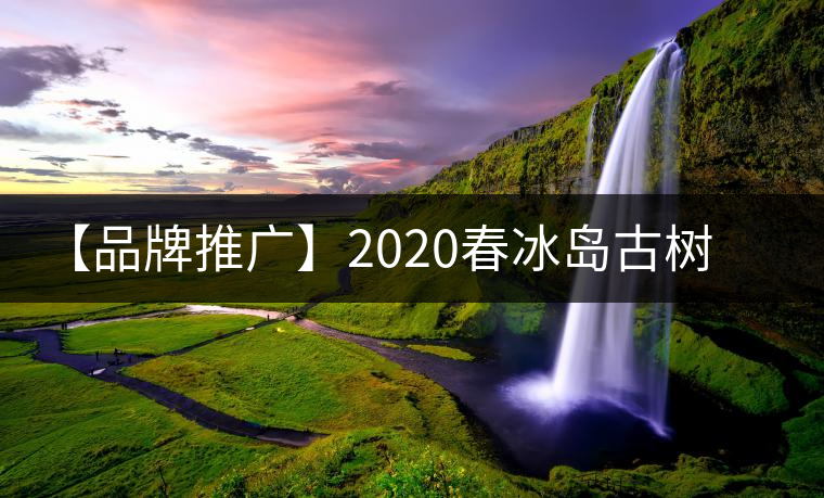 【品牌推廣】2020春冰島古樹普洱茶特級生茶餅茶葉多規格久樽正品