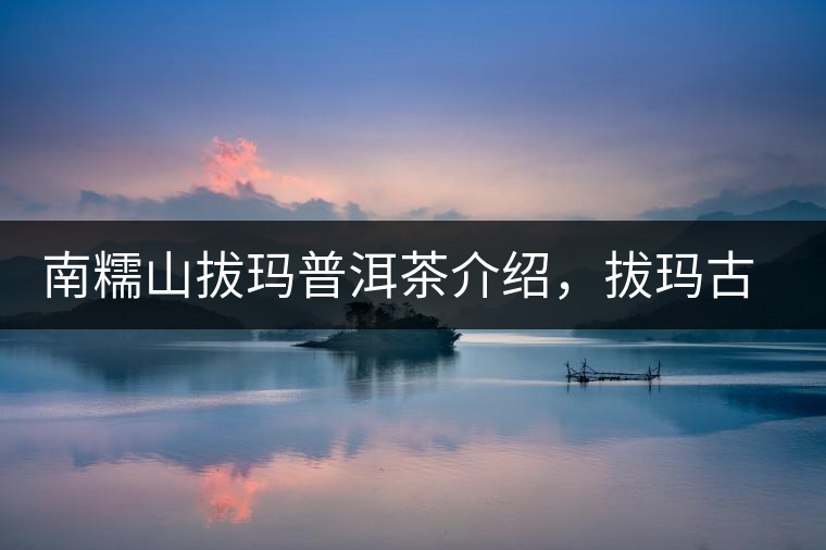 南糯山拔瑪普洱茶介紹,拔瑪古樹茶口感特點 南糯山拔瑪普洱茶介紹,拔瑪古樹茶口感特點