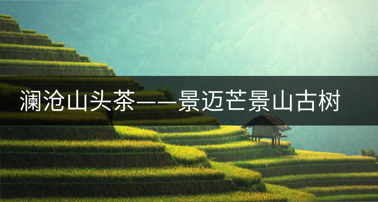 瀾滄山頭茶——景邁芒景山古樹茶 瀾滄山頭茶——景邁芒景山古樹茶