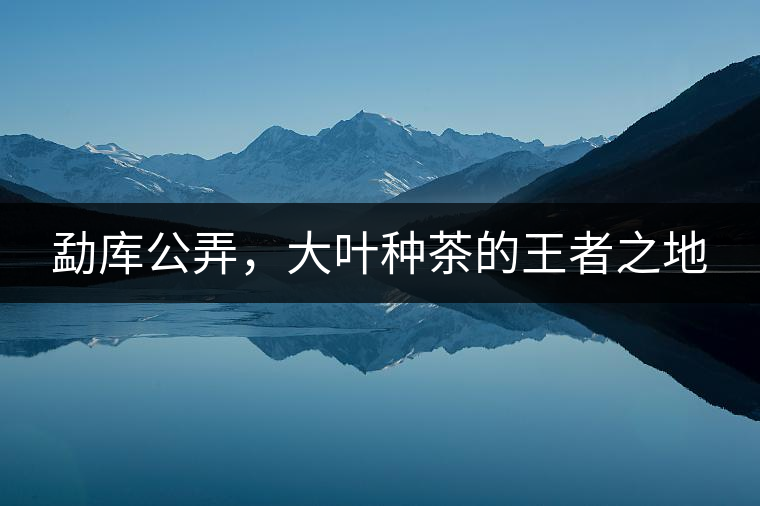 勐庫公弄,大葉種茶的王者之地 勐庫公弄,大葉種茶的王者之地