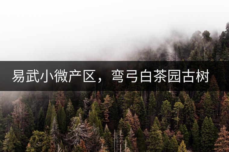 易武小微產區，彎弓白茶園古樹茶介紹