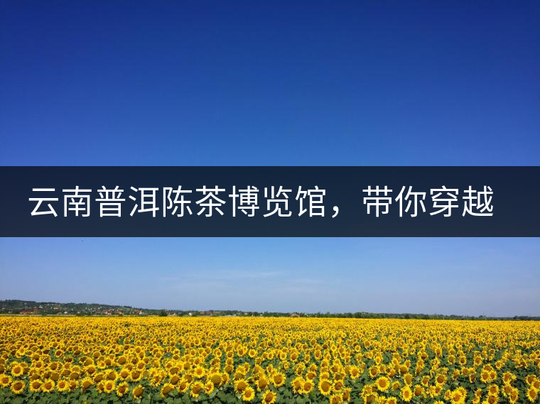 云南普洱陳茶博覽館，帶你穿越時光，品普洱老茶