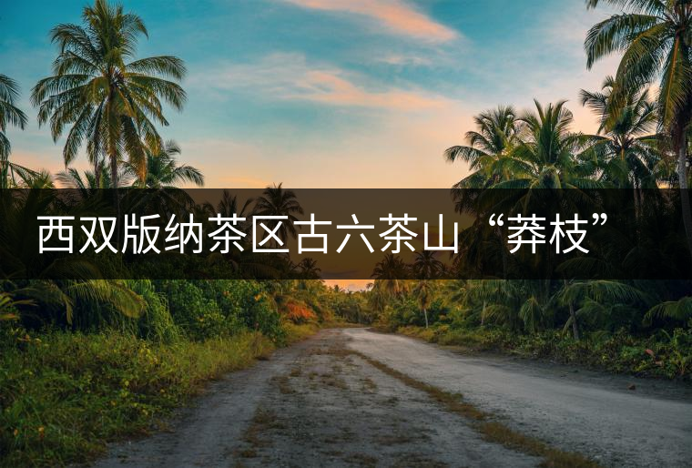 西雙版納茶區(qū)古六茶山“莽枝”古樹(shù)茶特點(diǎn)講解 西雙版納茶區(qū)古六茶山“莽枝”古樹(shù)茶特點(diǎn)講解