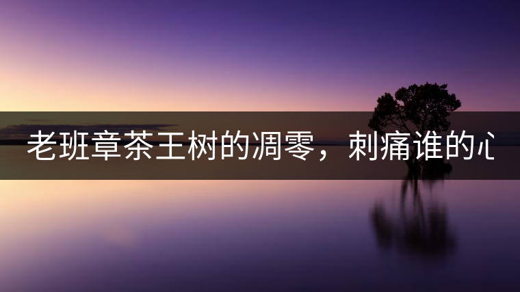 老班章茶王樹的凋零，刺痛誰的心？