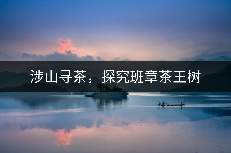 涉山尋茶，探究班章茶王樹