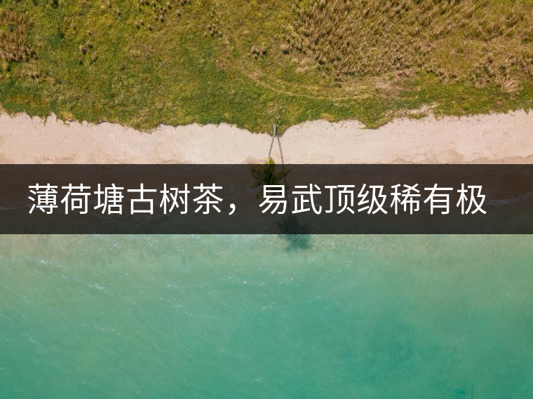 薄荷塘古樹茶，易武頂級稀有極品