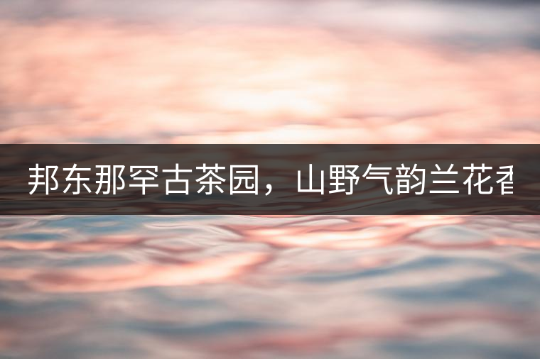 邦東那罕古茶園，山野氣韻蘭花香！