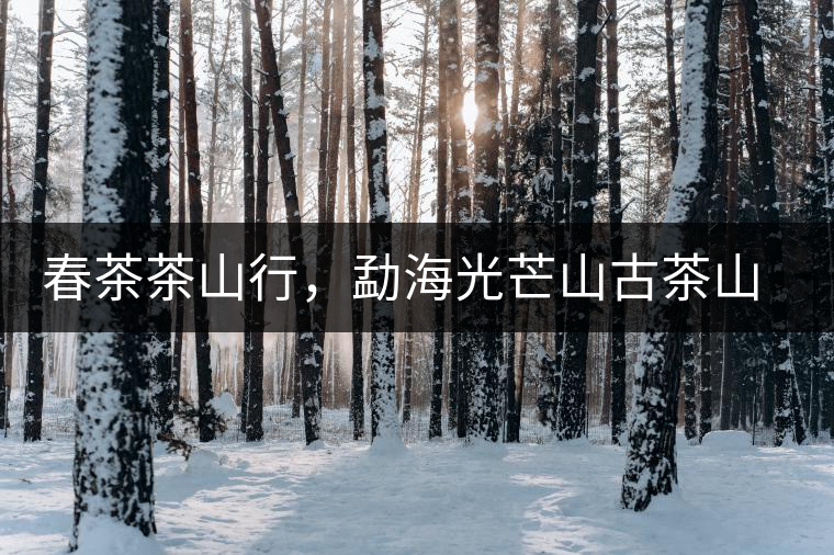 春茶茶山行，勐海光芒山古茶山你去過嗎？