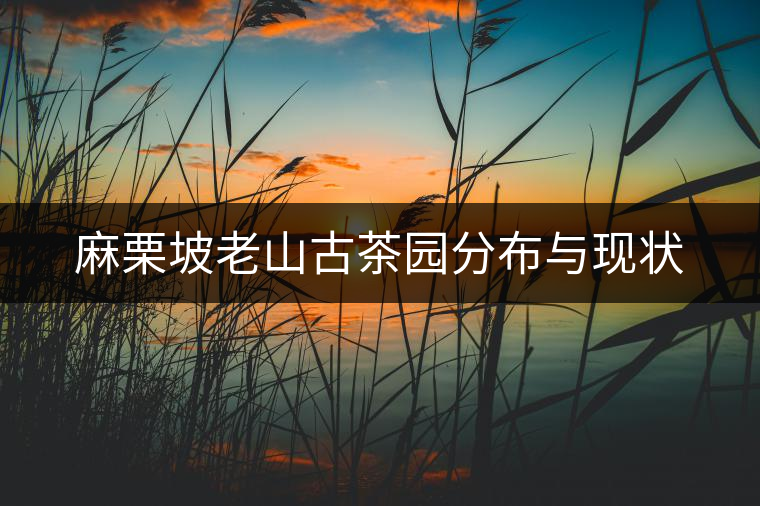 麻栗坡老山古茶園分布與現狀 麻栗坡老山古茶園分布與現狀