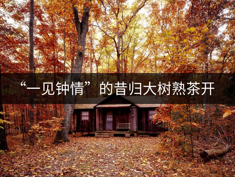 “一見鐘情”的昔歸大樹熟茶開湯品鑒報告 “一見鐘情”的昔歸大樹熟茶開湯品鑒報告