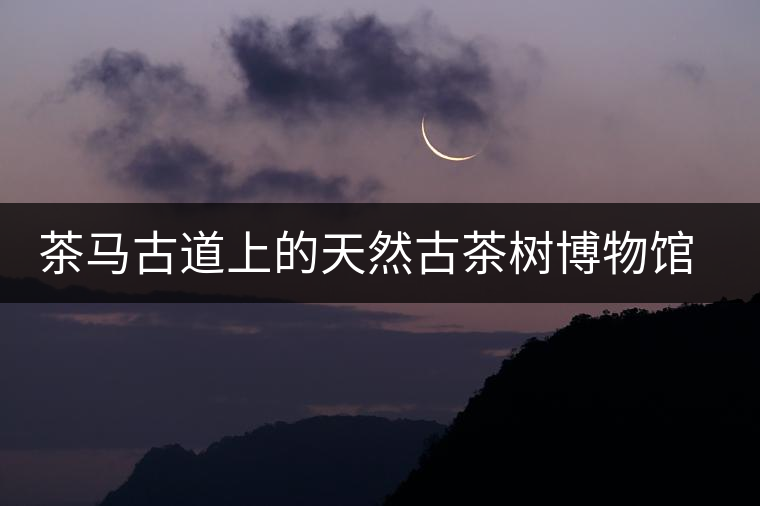 茶馬古道上的天然古茶樹博物館——白鶯山古茶園 茶馬古道上的天然古茶樹博物館——白鶯山古茶園