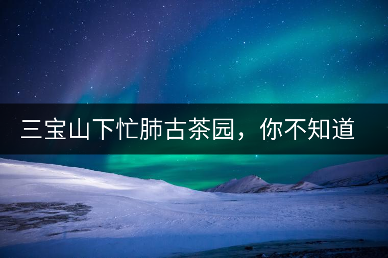 三寶山下忙肺古茶園,你不知道的古樹茶傳說 三寶山下忙肺古茶園,你不知道的古樹茶傳說