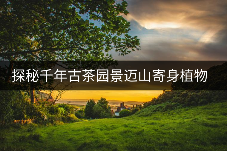 探秘千年古茶園景邁山寄身植物螃蟹腳 探秘千年古茶園景邁山寄身植物螃蟹腳