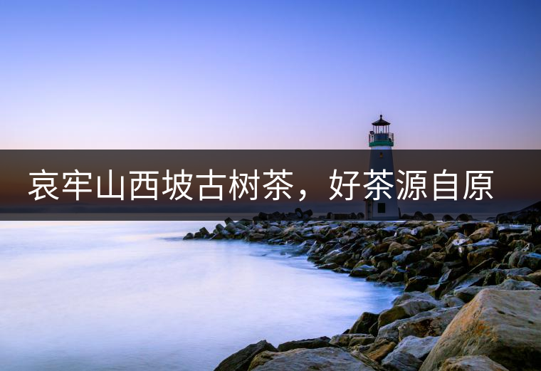 哀牢山西坡古樹茶,好茶源自原生態高山 哀牢山西坡古樹茶,好茶源自原生態高山