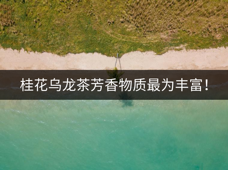 桂花烏龍茶芳香物質最為豐富! 桂花烏龍茶芳香物質最為豐富!