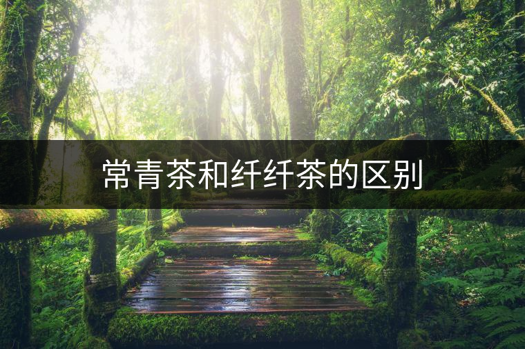 常青茶和纖纖茶的區別 常青茶和纖纖茶的區別