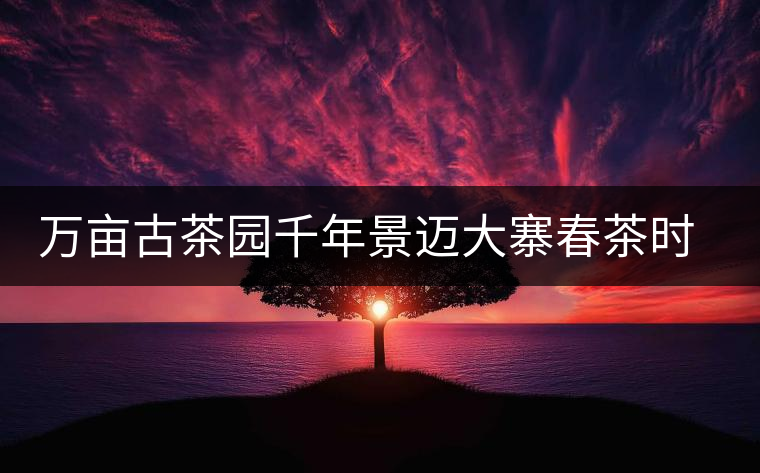 萬畝古茶園千年景邁大寨春茶時節好風光