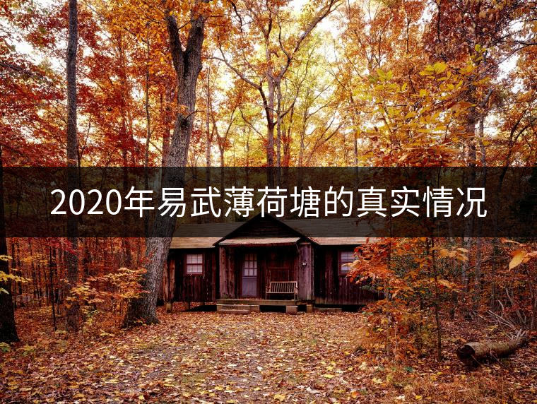 2020年易武薄荷塘的真實情況 2020年易武薄荷塘的真實情況