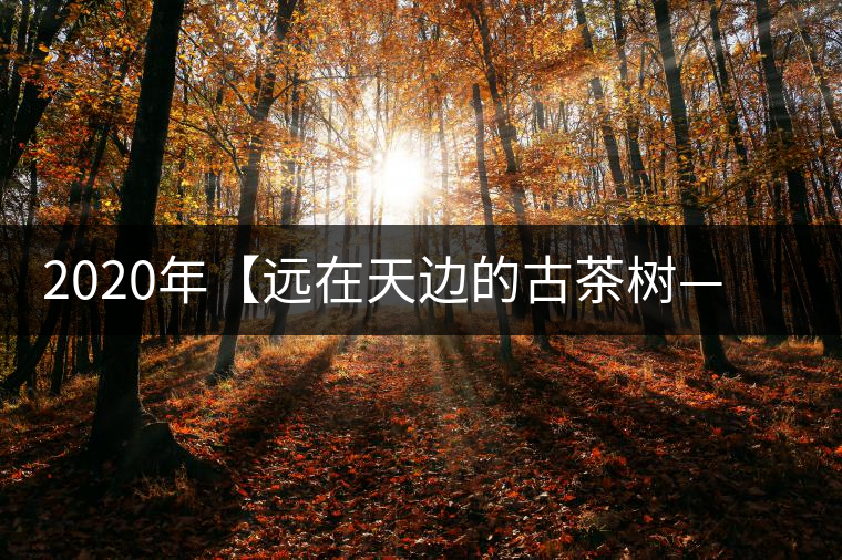 2020年【遠(yuǎn)在天邊的古茶樹——天門山天生古樹】-易武中聘號(hào) 2020年【遠(yuǎn)在天邊的古茶樹——天門山天生古樹】-易武中聘號(hào)