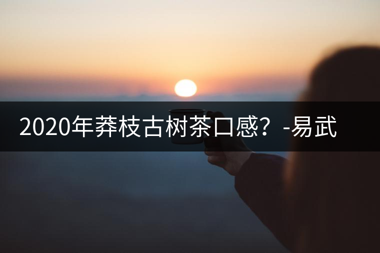 2020年莽枝古樹茶口感？-易武中聘號