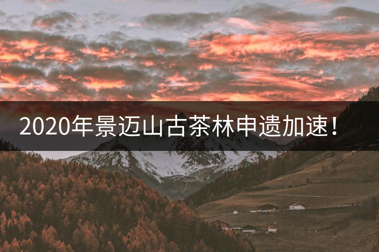 2020年景邁山古茶林申遺加速！古樹茶每年禁采3個月-易武中聘號